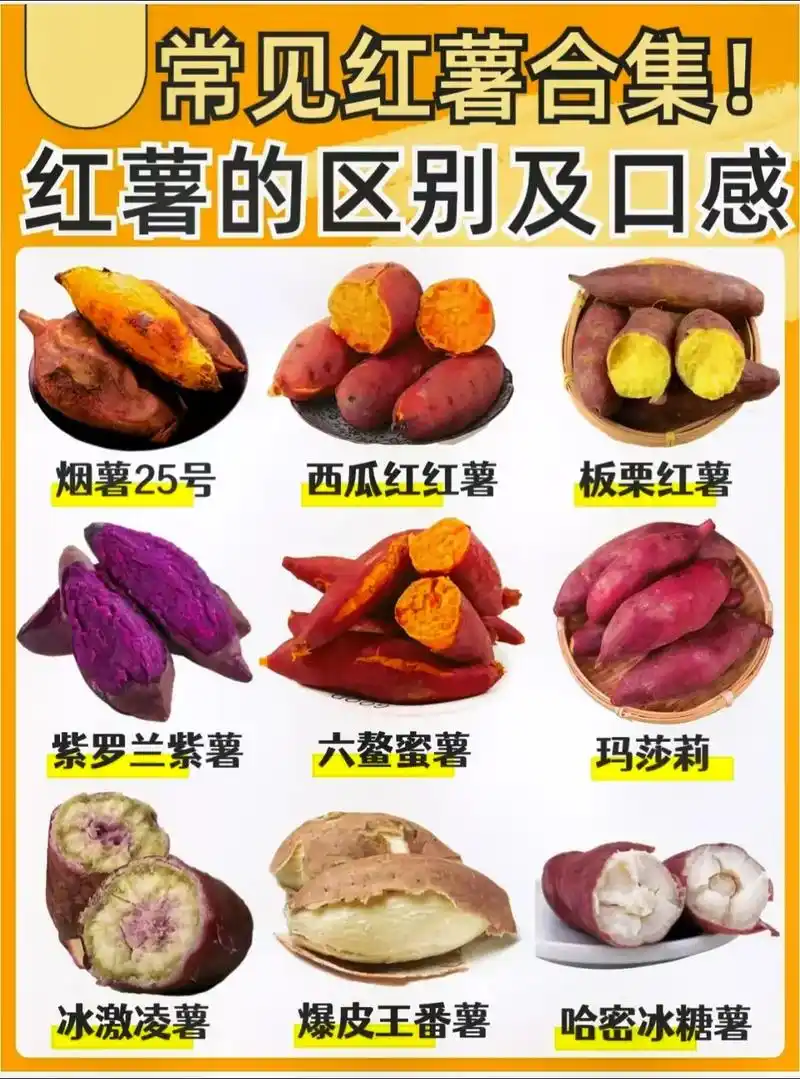 红薯种类.#上热门 #干货分享 #认知 #科普一下 #每天学 - 抖音