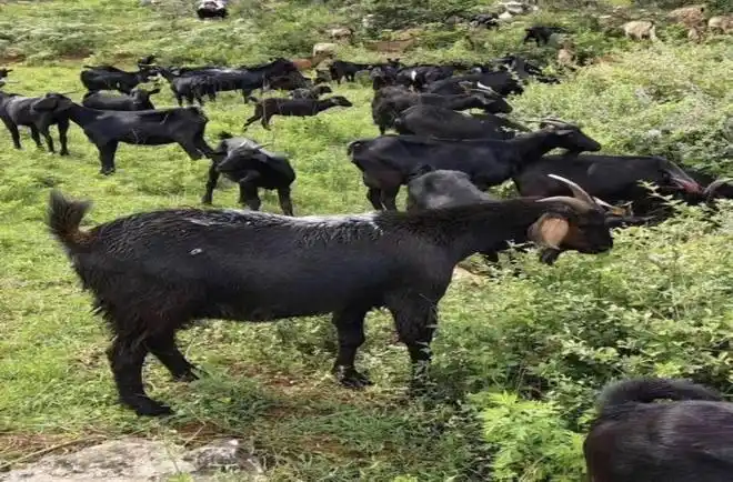 怀集石山羊,好的羊,就应该好吃又好养|羊肉|东山羊|桥头镇|怀集县