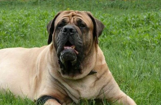 不要看马士提夫獒犬面目狰狞,但它有一颗忠实稳重的内心