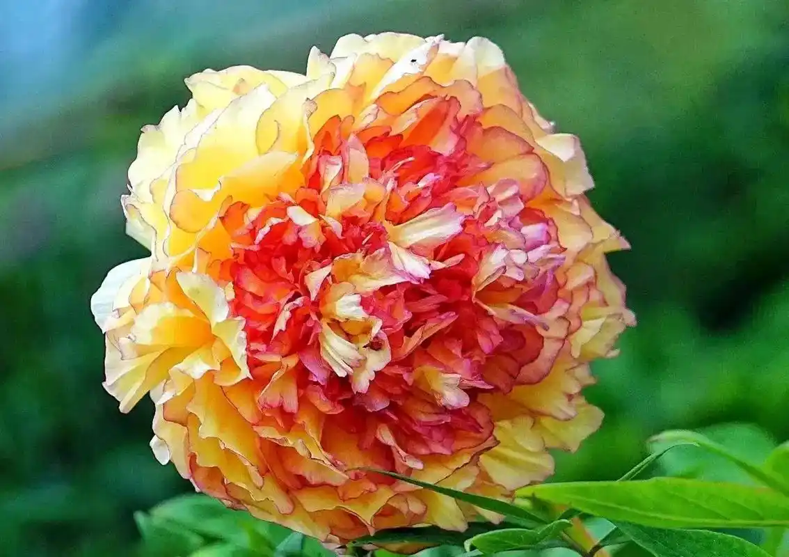 洛阳金阁牡丹,花瓣金黄色带橘红色边纹,称为牡丹中的"金粉佳人 - 抖音