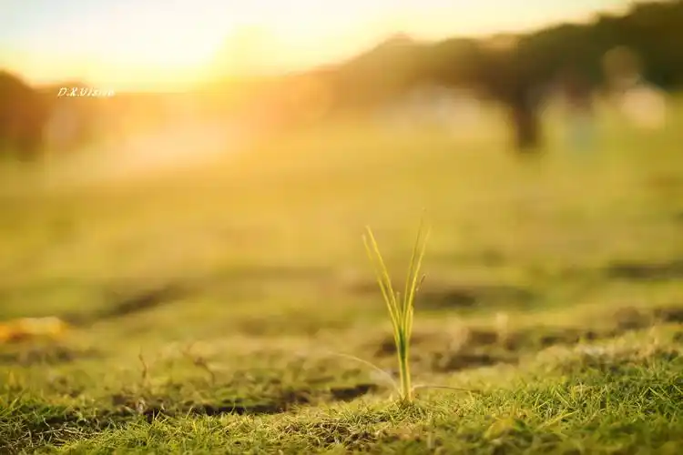 83小草阳光自然