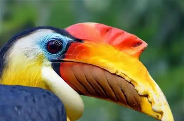 鹤顶红图片:"鹤顶红"是什么?图1