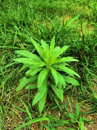 草坪里的竞争者