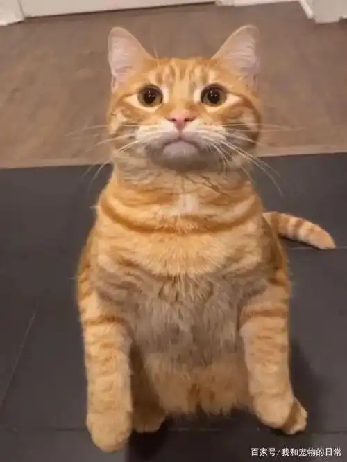 男子养了一只橘猫叫「辛巴」.