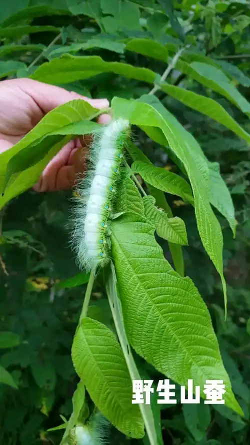 野生的山蚕小时候经常吃过两天就变蚕蛹了