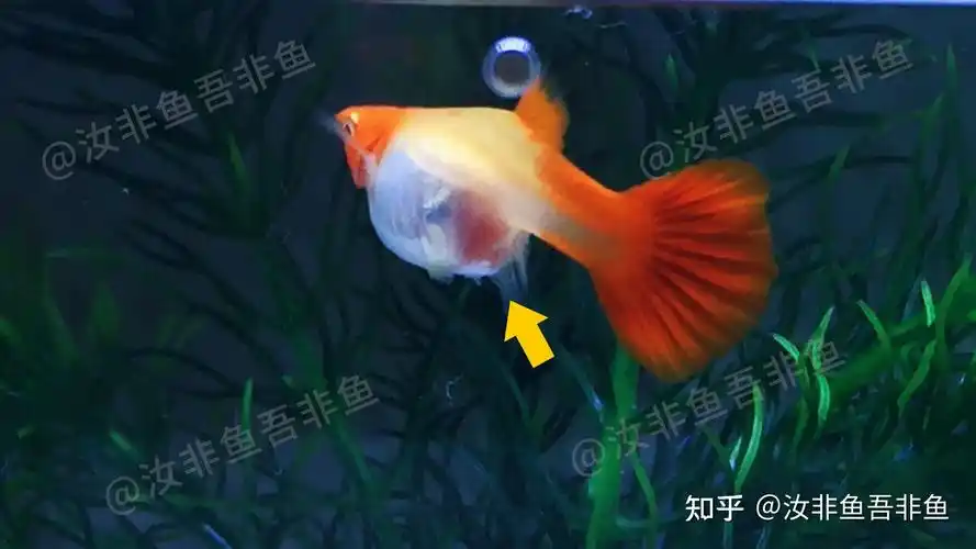 孔雀鱼生小鱼前兆这两点很关键孔雀鱼繁殖前的特征和表现