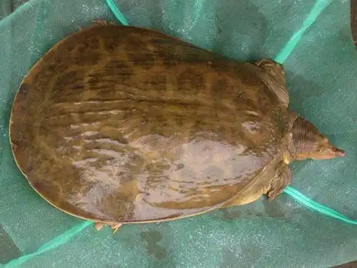 出售贵港珍珠鳖13321781256 何先生