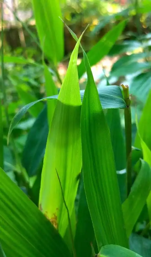 佳佳识花14淡竹叶