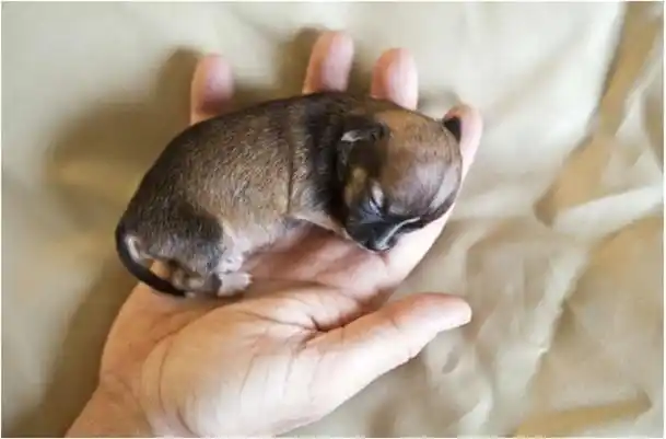 世上最小的狗狗碧昂斯