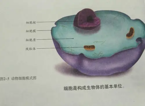 动物细胞的基本结构