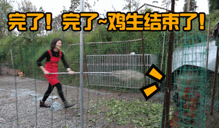 难不倒女汉子窗窗,哪怕它是再有活力的散养走地鸡,也逃不过我的"魔爪"