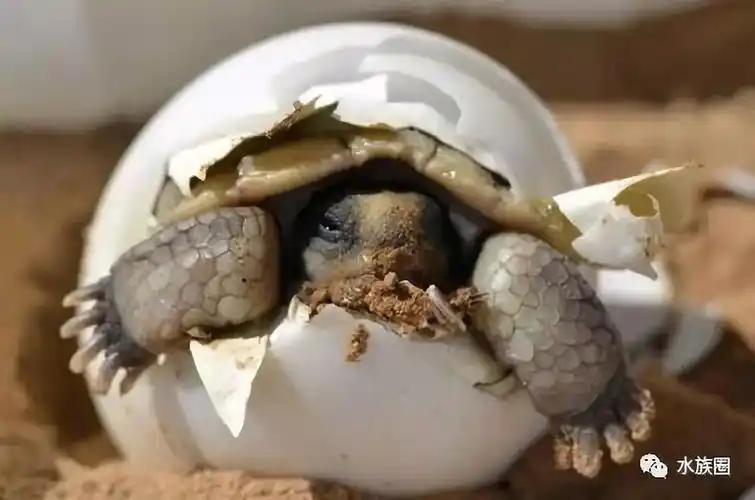 孵化龟卵把好"五关"以及乌龟孵化技术_湿度