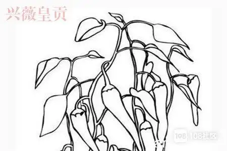 辣椒植物的生长过程简笔画