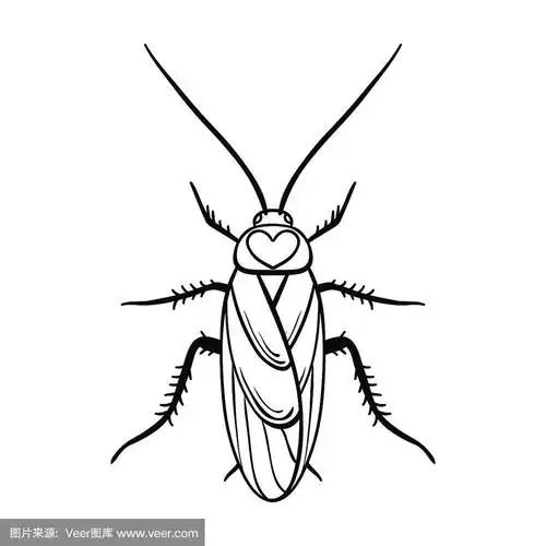 蟑螂,轮廓,昆虫,矢量,绘画插图
