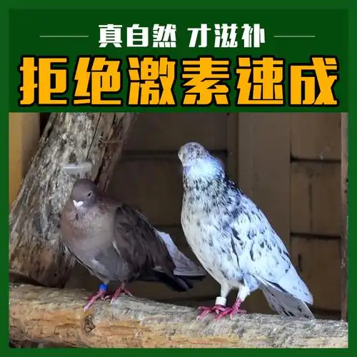 新鲜土鸽子3只乳鸽农家散养鸽子活体现杀大鸽子肉老生鲜食品 - 水产肉