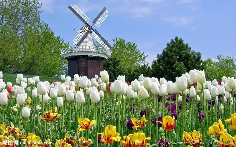 荷兰风光图片