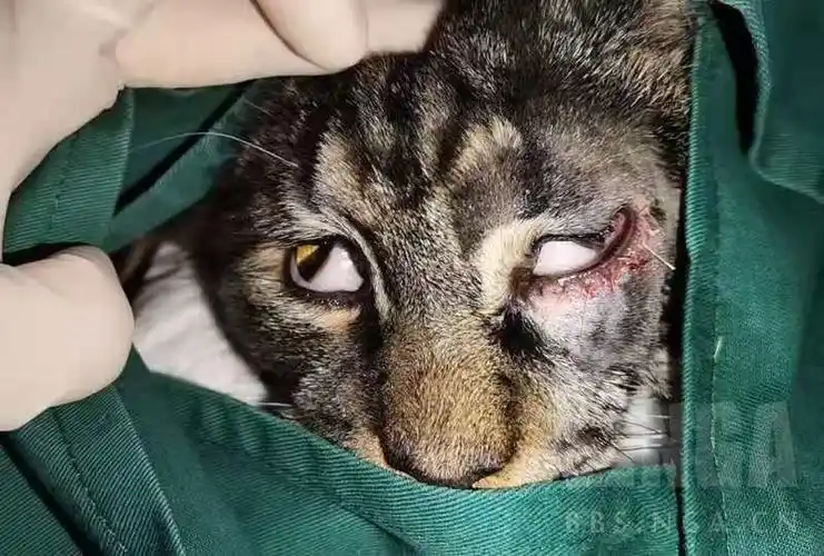 坛子里的缅因越来越多来流水账科普一下缅因的常见及高发病眼睑内翻