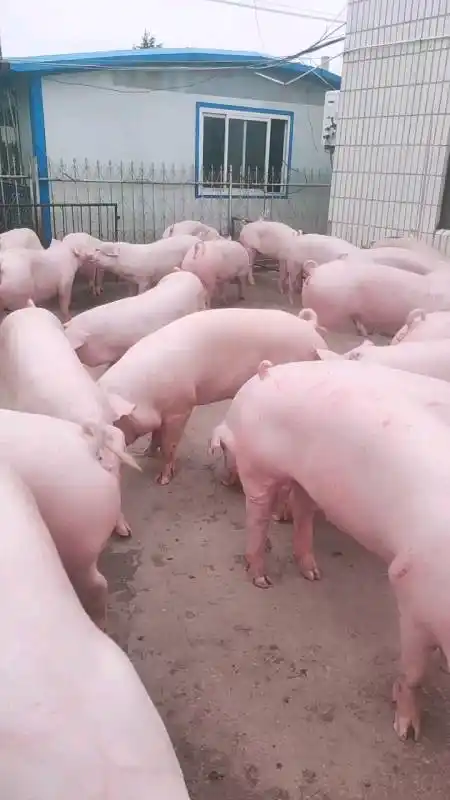 养猪#新美系二元母猪,母性好,产仔高.