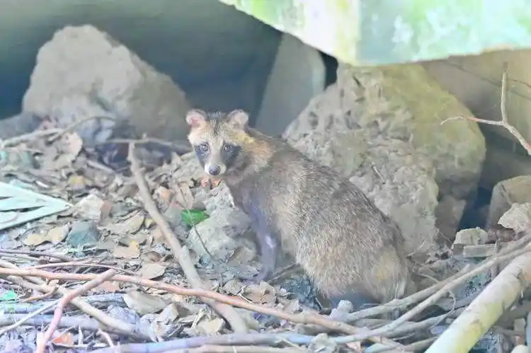 解决方法终于有了!|狗_新浪新闻