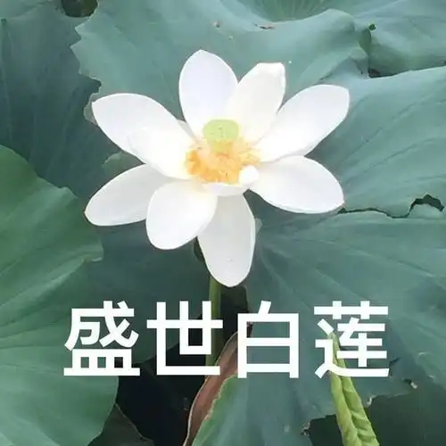 求莲花表情包合辑