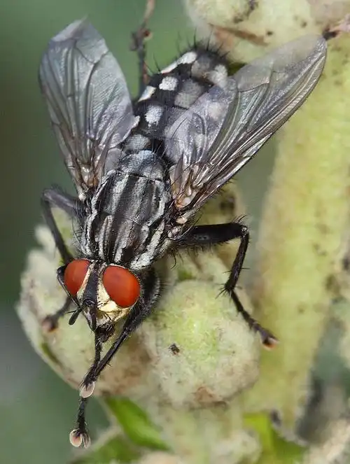 本种是麻蝇科中比较重要的种类.