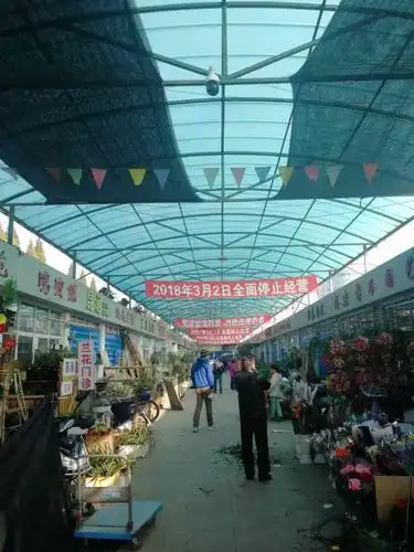 真博花鸟市场-"本来是想去买多肉植物的,不过现在可能因为.