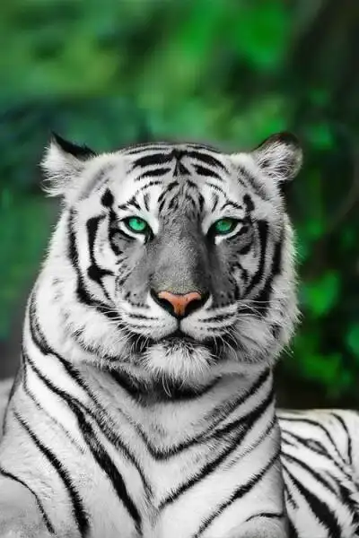 虎萌- 堆糖,美图壁纸兴趣社区