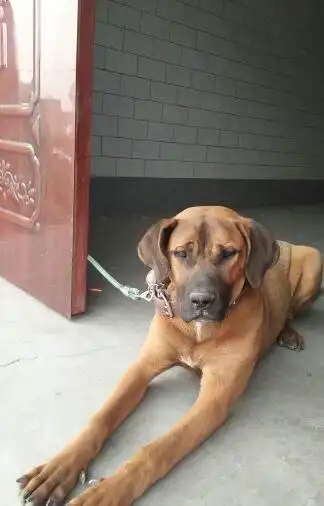 土佐犬出售,喜欢的联系