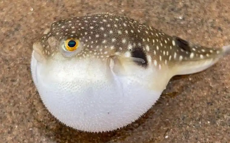 充气的河豚图片大全可爱 好看的河豚图片