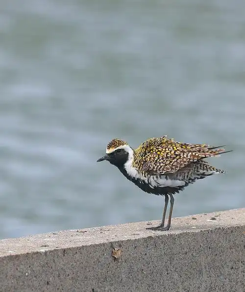 金鸻(学名:pluvialis fulva):属中型涉禽.