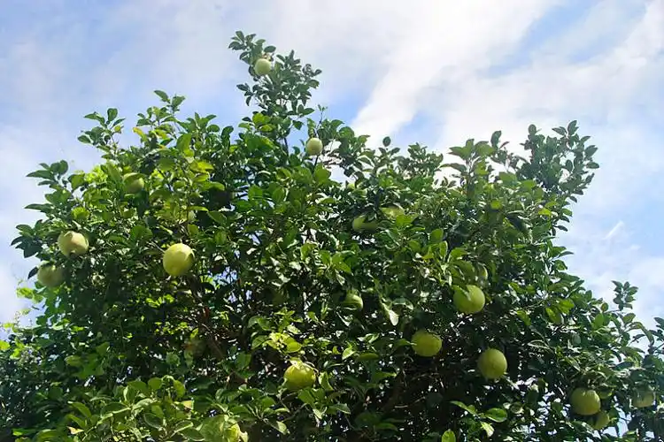 橘子园 柚子 青桔_高清图片_全景视觉