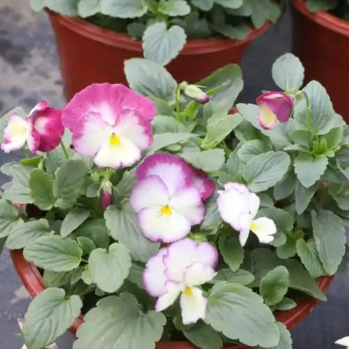 三色堇盆栽苗角景耐寒冷猫儿脸阳台盆栽花卉植物蝴蝶冬季花苗角瑾