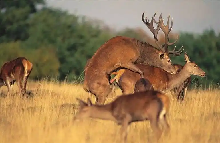赤鹿_鹿属_鹿_交配_英国_图片大全