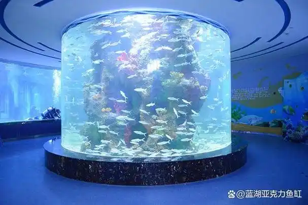 常见的宠物鱼缸,它可以提供安全,舒适的环境,适合养殖各种种类的鱼类