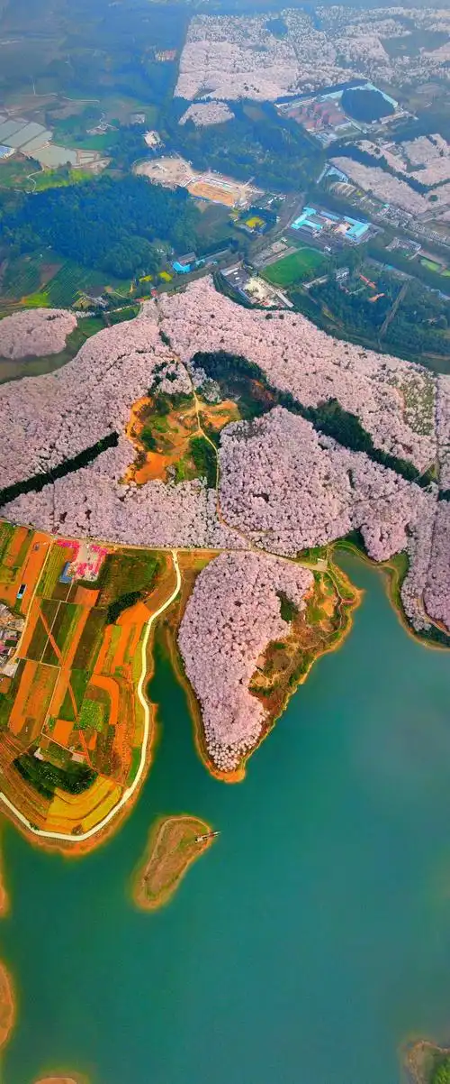 世界第一樱花园航拍