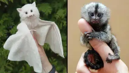 10种你可以作为宠物拥有的可爱动物,你见过洪都拉斯白蝙蝠吗?