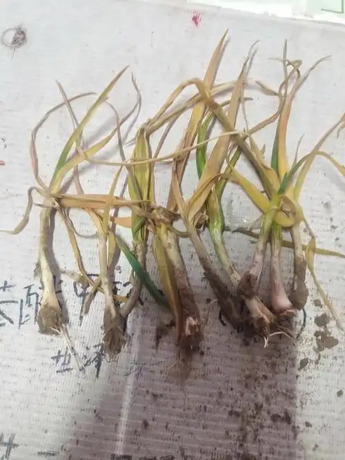 今年大蒜连片根盘沤根腐烂病死苗啥原因?有解决死苗的办法吗?