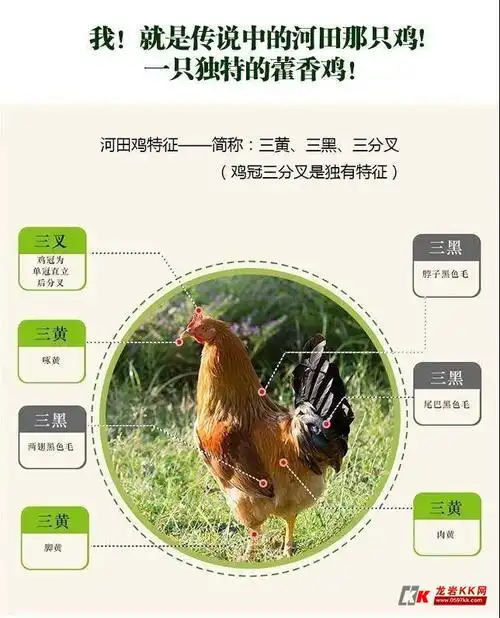 肉质细嫩~皮薄柔脆~口感香鲜嫩滑