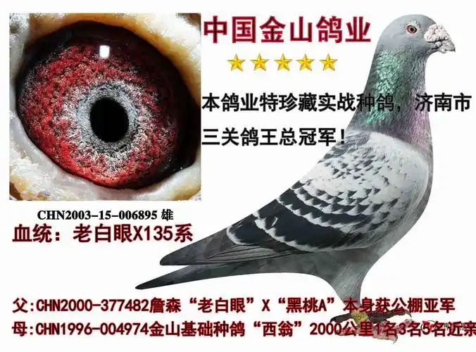 詹森"老白眼"x"135"三关鸽王冠军!