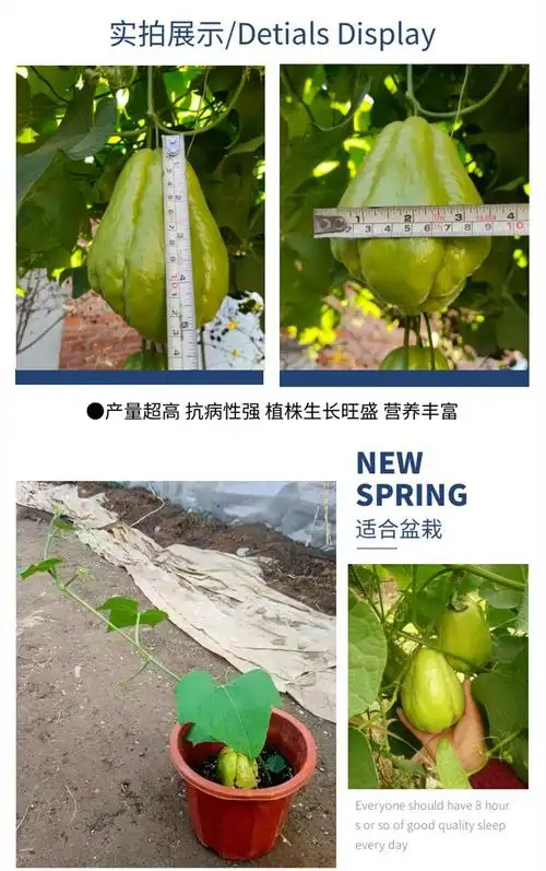 【闪电发货】佛手瓜苗手瓜苗 佛手瓜种苗龙须菜带叶带土福寿瓜种扶手