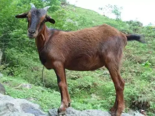 明天,第二届南江黄羊美食节在成都开幕!