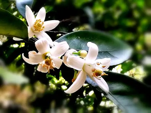 柑橘花香沁心脾