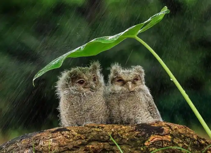 清明时节雨纷纷 盘点小动物躲雨妙招