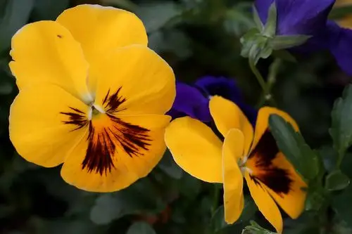 三色堇图片花朵花卉三色堇蝴蝶花