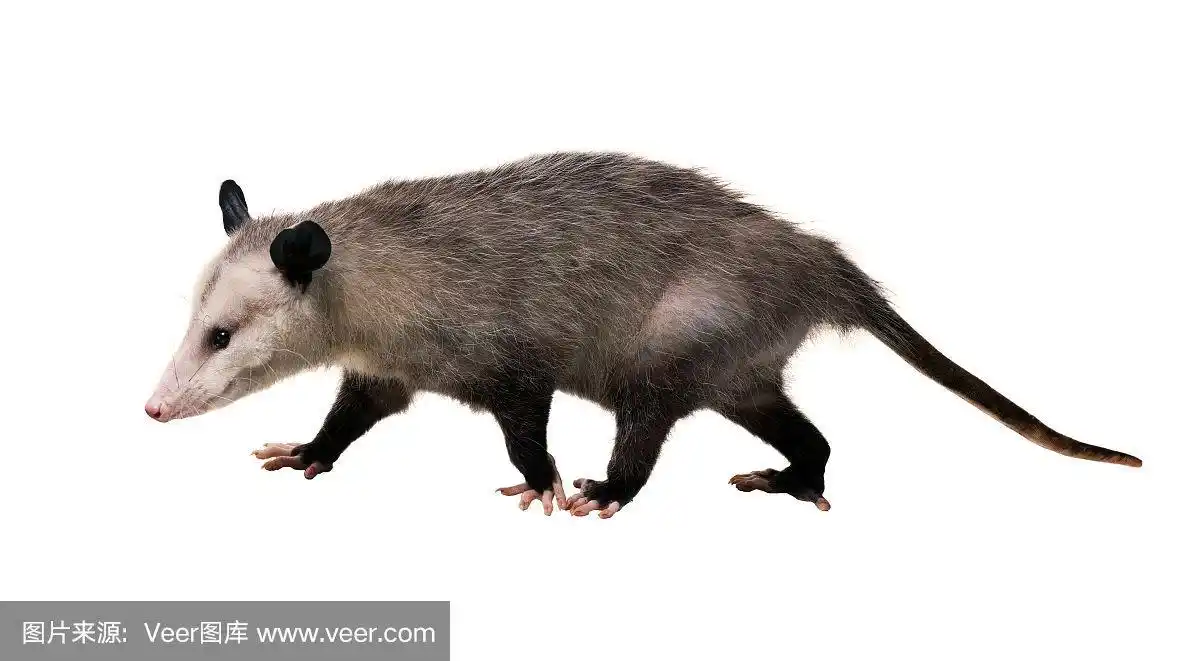 年轻的北美负鼠(狄尔菲斯维吉尼亚)在一个白色的背景.孤立的