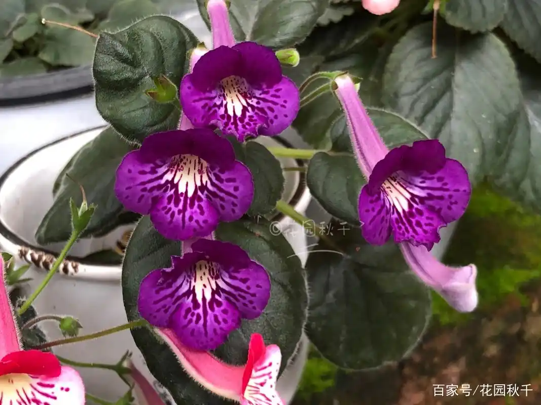 最近开花的迷岩