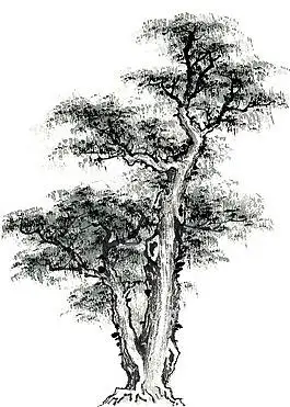 水墨画-大树