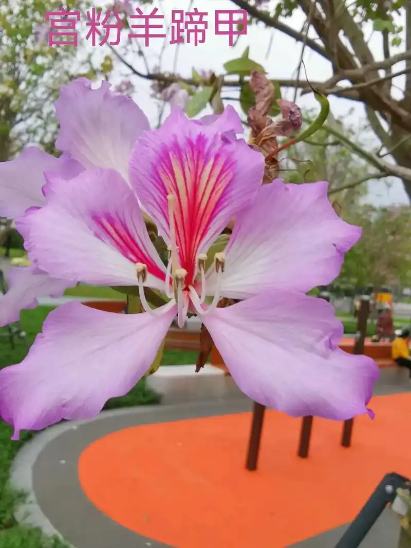 每天认识一种花,宫粉羊蹄甲.羊蹄甲(10月左右开花),宫粉羊 - 抖音