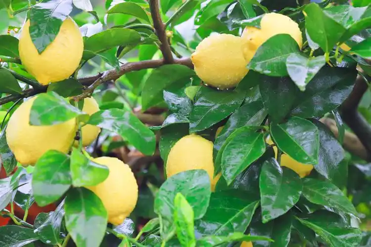 总结安岳柠檬科技创新发展前沿成果,共同探讨种植,加工,营销全产业链