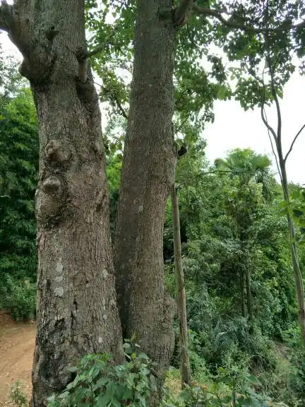 请问这是什么树?